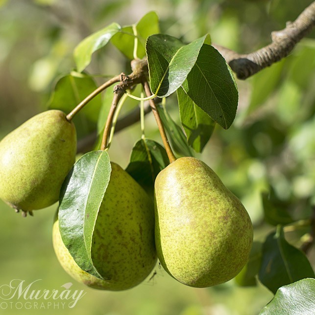 Pears ripe and ready for the picking.