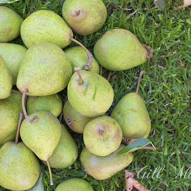 A full crop of Scottish pears ready to eat