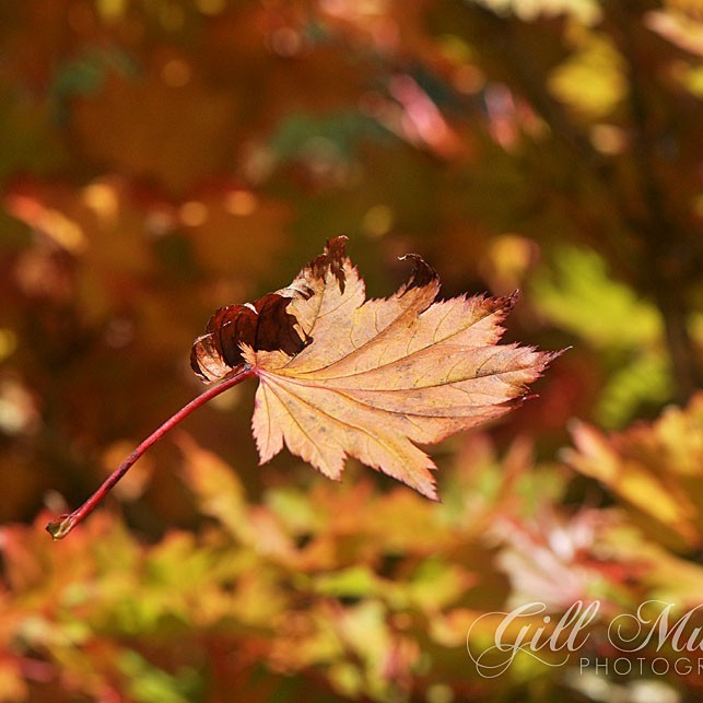 Autumn leaves in Perthshire were the inspiration for this week's sweet chestnut recipe on the Small City Recipes blog.
