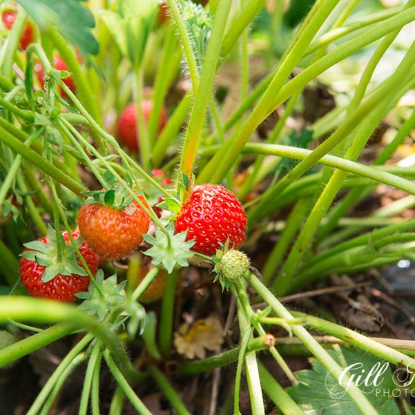 Strawberry Picking and & Summer Salad