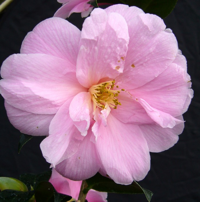 Ken Cos talks about Camellias in our new Gardening for Scotland Column.