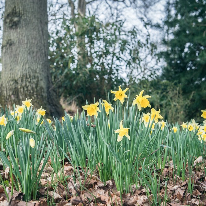 Daffodils in Perthshire