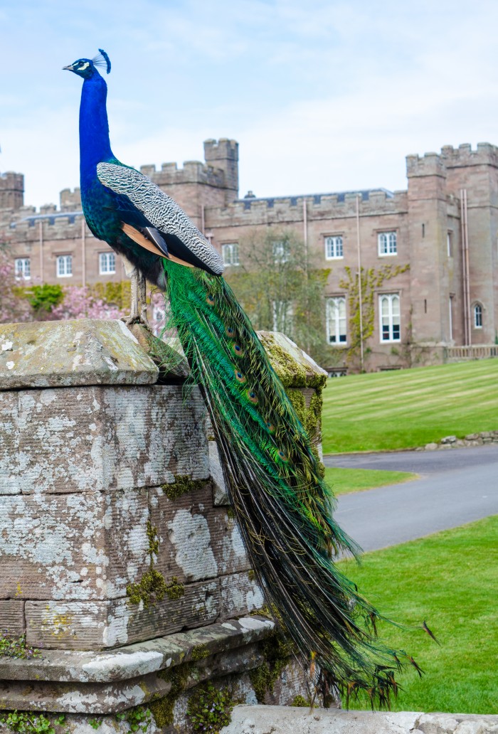 Scone Palace - Peacock