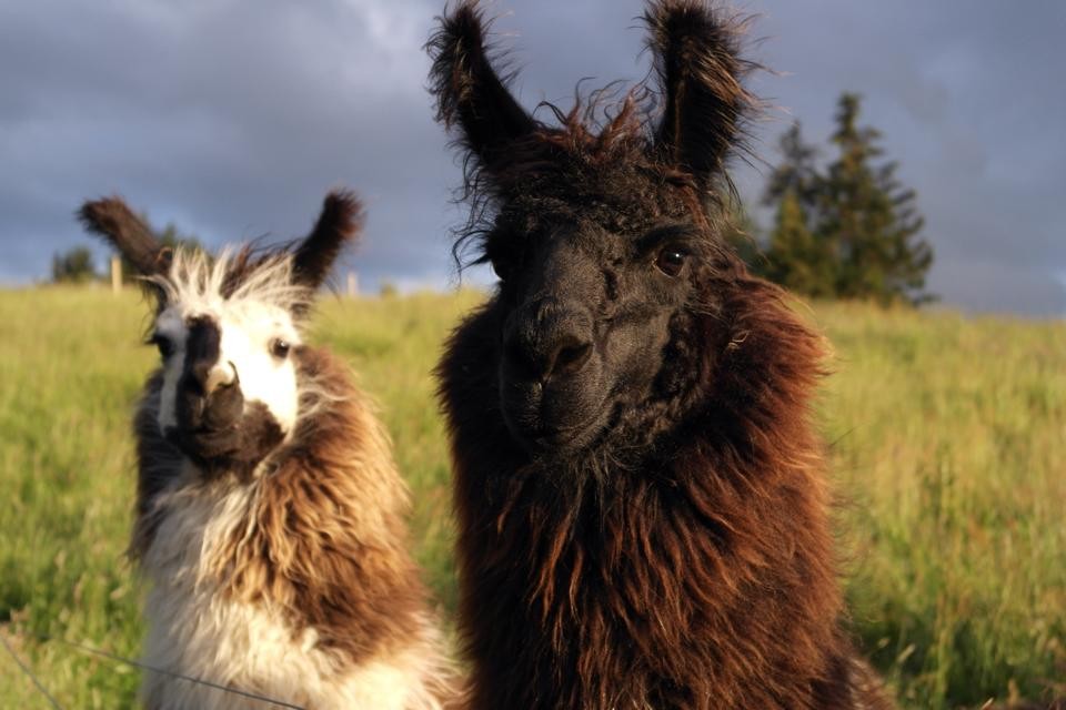 Team building with a difference - Llama Trekking aims to teach persuasion, patience, persistence and collaboration