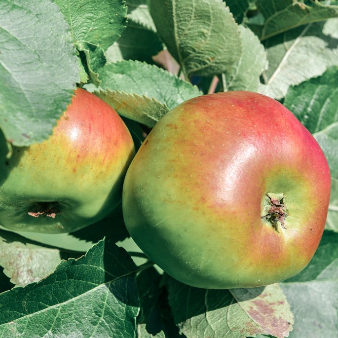 Beautiful ripe homegrown apples are delicious and this crumble brings out their best flavours and tastes.