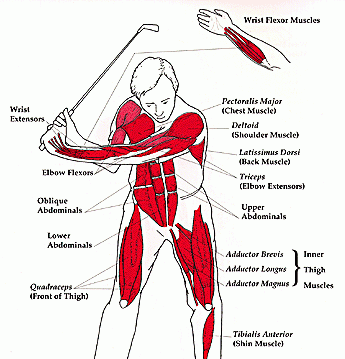 Muscles Used in Golf Swing