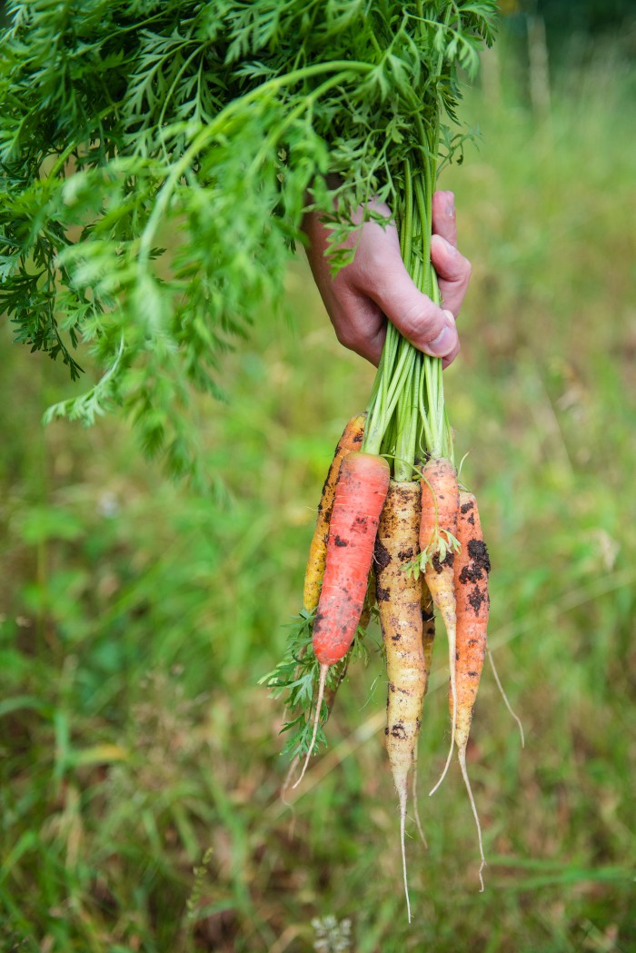 Fermentation- Carrots