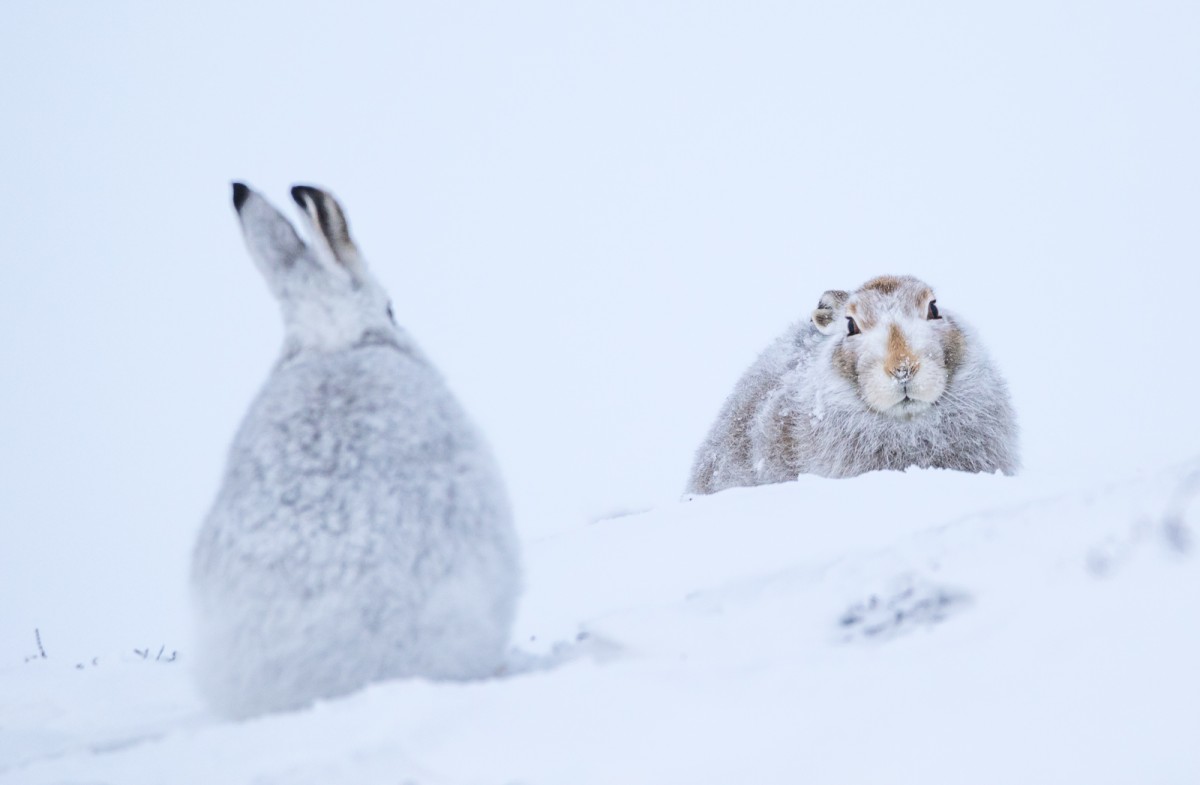 Pair of Hare's