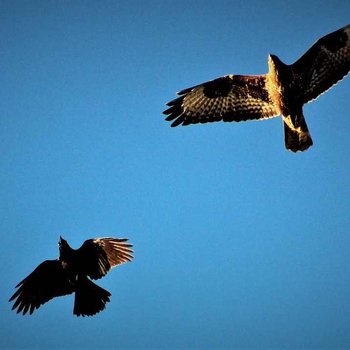 Crow and Buzzard in flight