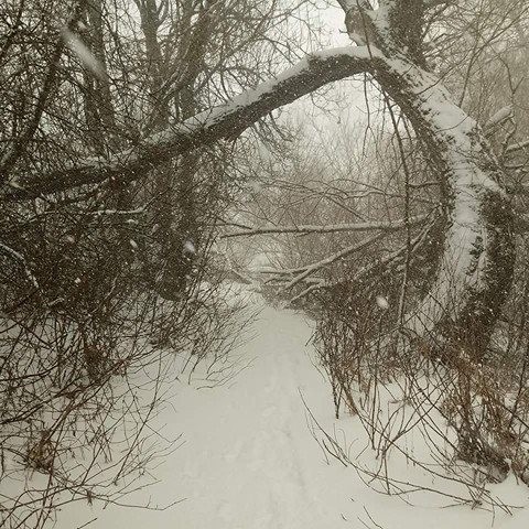 Snow covered branches at Woody Island