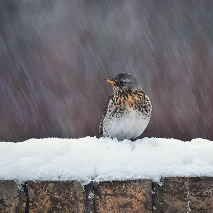 A Fieldfare nestled on a snow-topped wall.