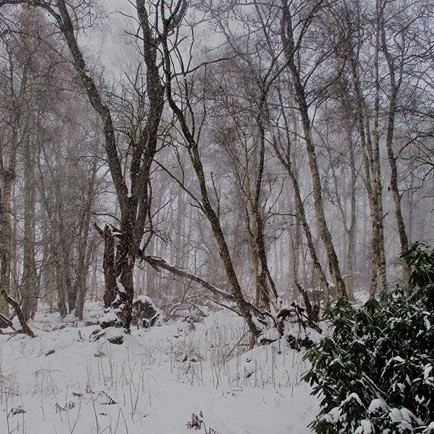 Scone Woods in the snow