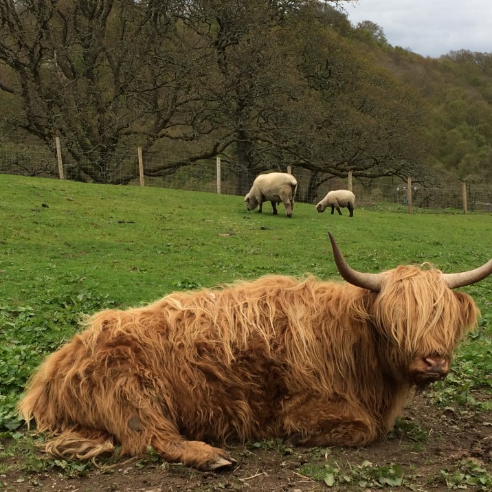 Auchingarrich - Highland Cow