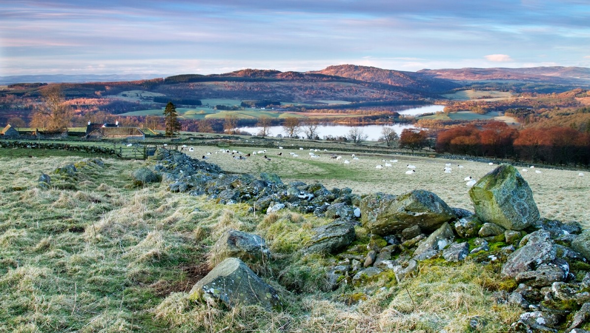 An idyllic country scene with sheep roaming free!