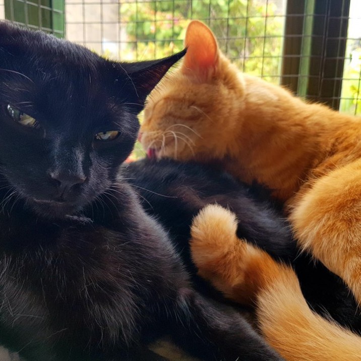 Pumpkin and Treacle are a closely bonded brother-and-sister pair as you can see by this cute pic!
