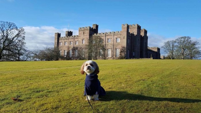 Baxcter from Dog Friendly Perthshire at Scone Palace