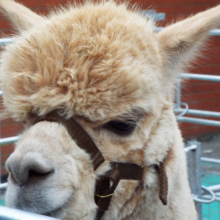 Cuddly Alpacas roamed the city centre at the Perth Christmas lights switch on event. the furry friends were real crowd pleasers with children being allowed to go and pat the Alpacas.