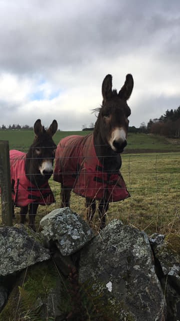 Helen Mcleish spotted these gorgeous Donkeys out on a wintery walk and thought they would be perfect for our Winter gallery looking cosy in their coats.