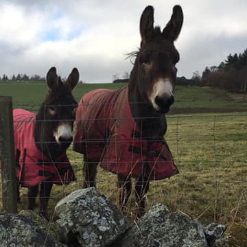 Helen Mcleish spotted these gorgeous Donkeys out on a wintery walk and thought they would be perfect for our Winter gallery looking cosy in their coats.