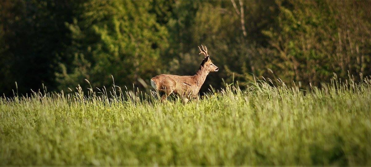 A deer grazing by the riverbank.