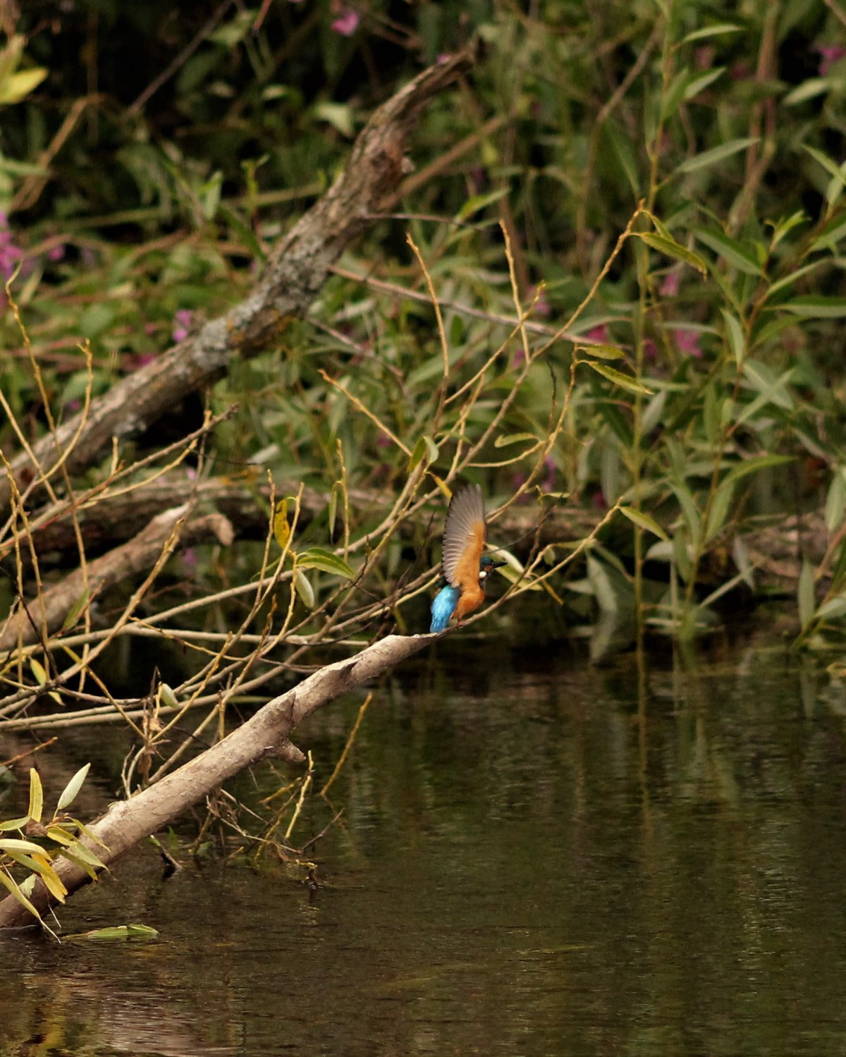 A beautiful Kingfisher by the banks of the River Tay.