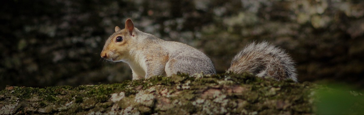 Getting close up with a grey squirrel.