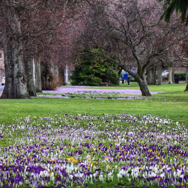 Beautiful crocus beds on the South Inch is a sure sign spring has sprung!