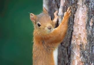 Join Daniele from Perthshire Wildlife and explore the wonderful Kinnoull Hill Park for a Red Squirrel Safari!