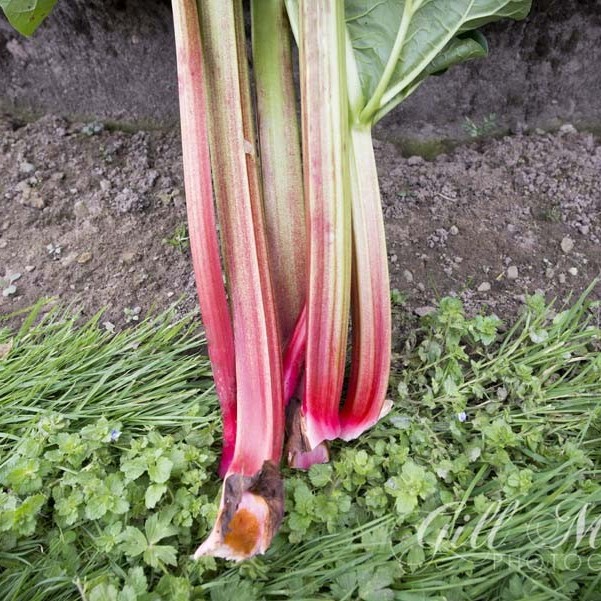 Rhubarb Topsy Turvy Cake