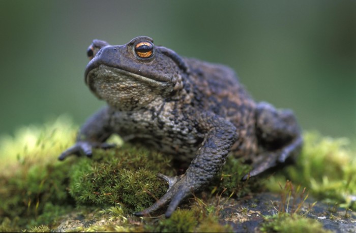 Spooky Species Guided Walks in Perth and Blairgowrie