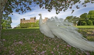 White Peacock at Scone