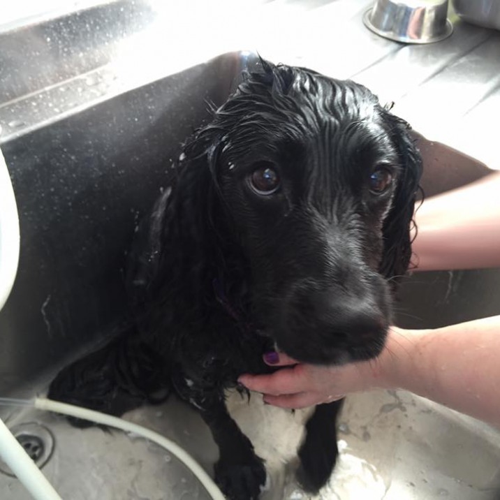 Sean Wilson sent us this great picture of Summer getting a bath after rolling about in some muddy puddles....she doesn't look too happy but still super cute!