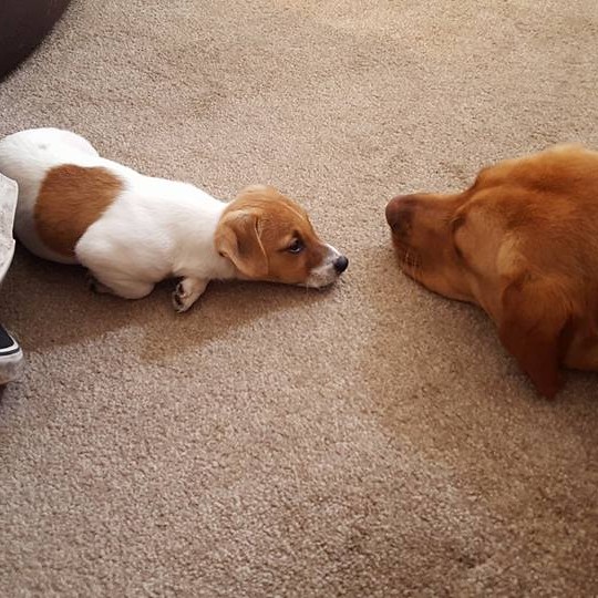 Vivians new pup Harvey seems keen to meet his big sister Lexi the 2yr old Labrador.  She looks like she is going to be a very relaxed big sis!