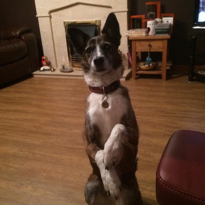 Stella also likes to pose like a meercat!