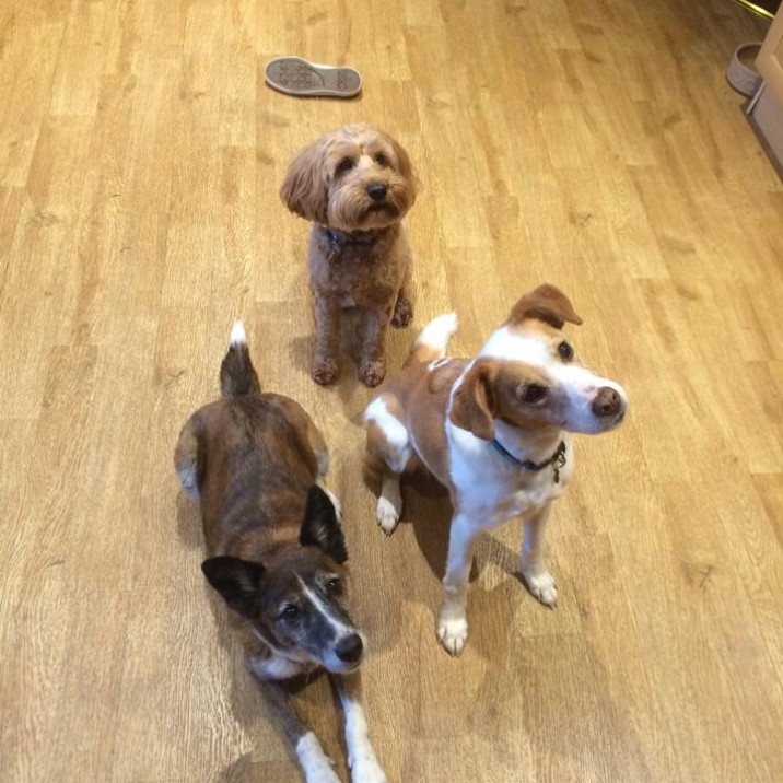 Linda Hill sent us in this cute pack of pooches.  With Stella on the left, Cousin Hamish in the middle and Millie.  Looking good guys!