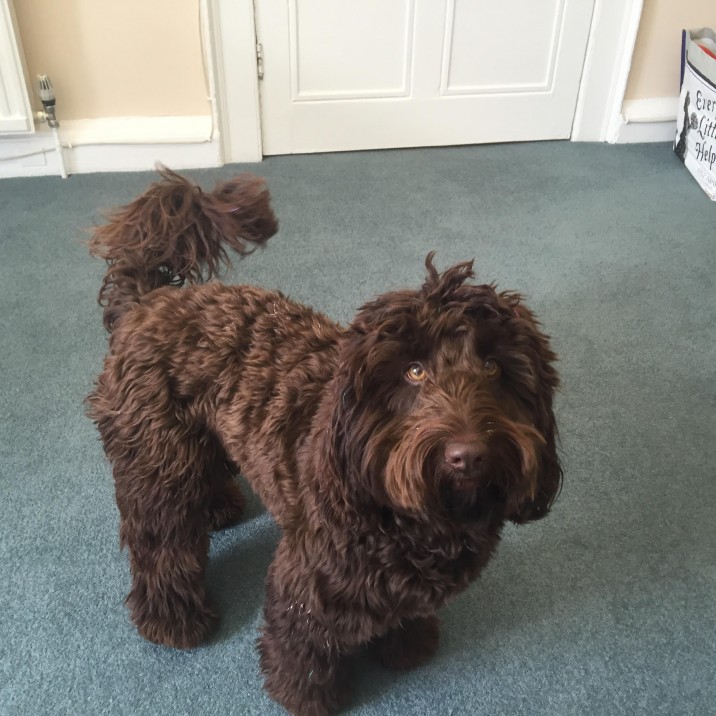 Dougall looks like a big teddy bear! So Cute! Thanks to Lady Miss Emma for sharing this picture, you can check her out on our Podcast, sometimes Dougal even has a chat too!