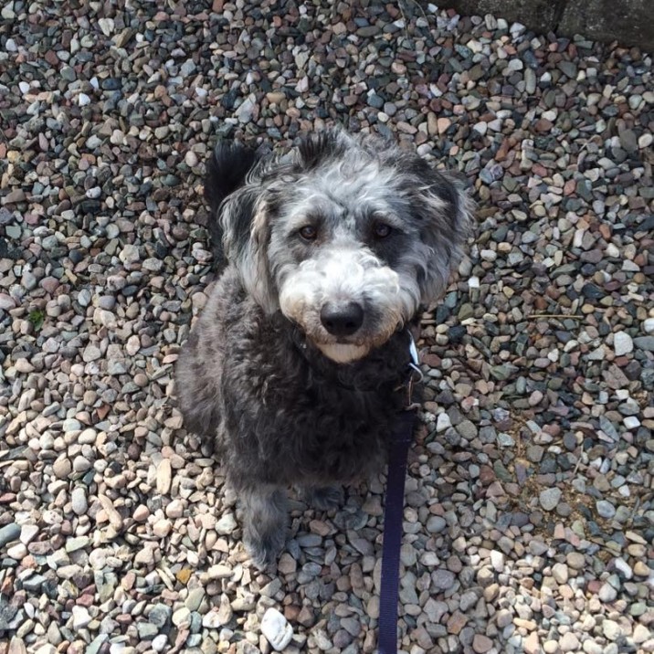 Cute Teagle trying to look innocent while being caught chewing the gravel in the front garden. Thanks Ross for sending this  in!