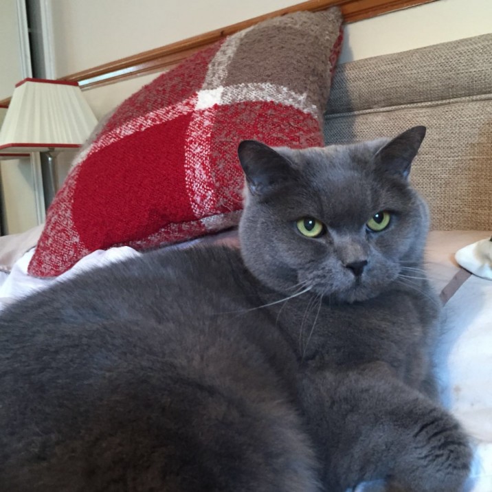 Anne sent us in this lovely picture of her cat Minky lazing on the bed. He looks really comfortable and territorial lying there!