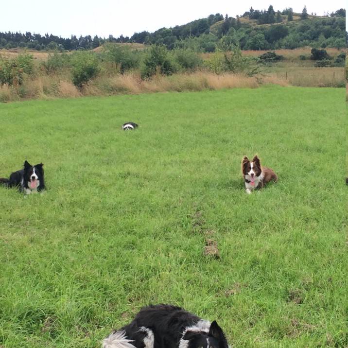 Thanks to Lynne for sending us in this diamond formation of Border Collies! Drift, Mist, Chase and Caley.  They must be super smart and obedient!