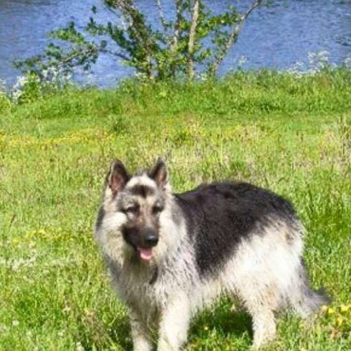 Thanks to Brogan and Scott for sending this lovely picture of Reggie panting in the Sun.