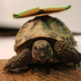 Kazik and Lukas have sent us this great picture of their Tortoise, aptly named Shelley! Shelley loves balancing things on her shell and in this picture she has a bookmark on her shell as she strolls around the living room!