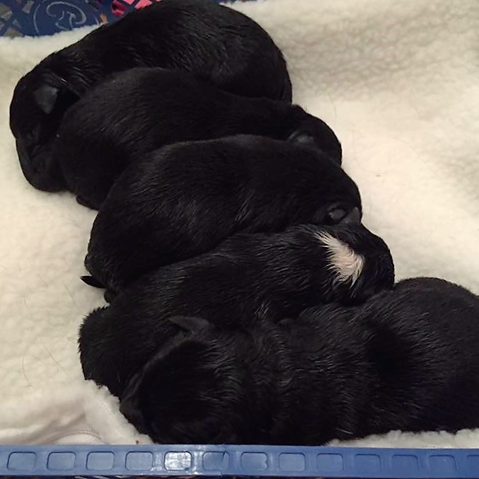 Thanks to Claire for sending us in this cute picture of her new brood of Kelpie Puppies! They are so cute, but she says that they are keeping her awake at night at the moment with all their howling!