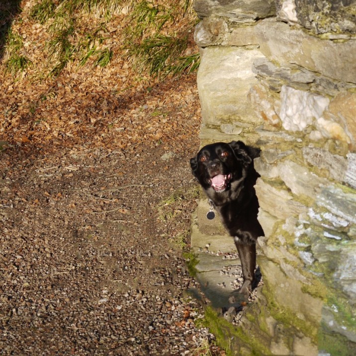 This picture really made us laugh!  How happy does Jazz the black Lab look here?? That's one amazing smile! Thanks Lynne for sharing this picture with us!