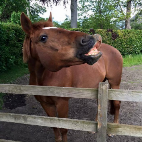 Brogan has sent this picture of her Horse Rebus. Now that's a great grin!