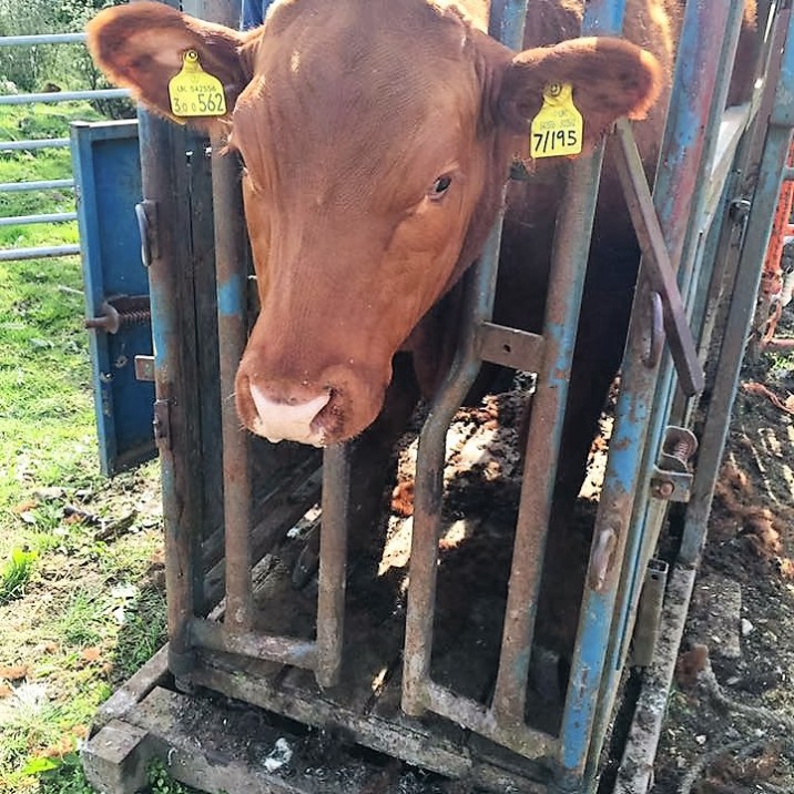 Living on a farm allows you to have an amazing brood of pets. Thanks Claire for sending this in.