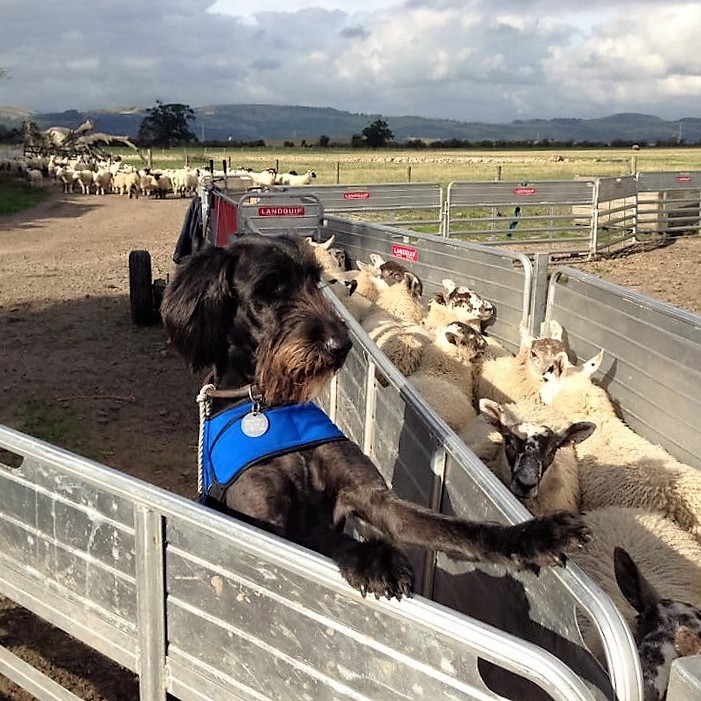 Fergus the Labradoodle has been described as the best dog in the world by his owner Claire.  He looks like a super dog here anyway!