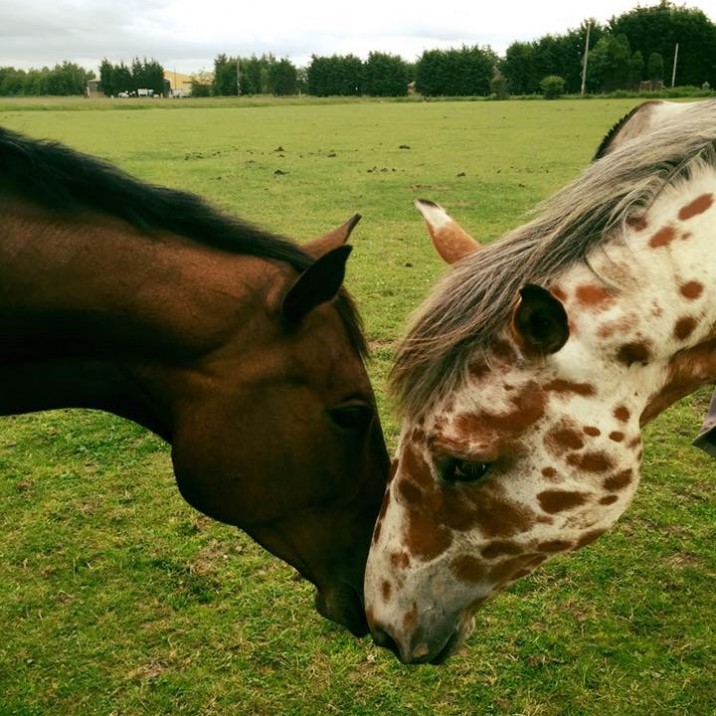 Fleur and her baby Luca are just adorable! Luca looks like a Giraffe, how amazing!! Thanks Claire for sending this in.