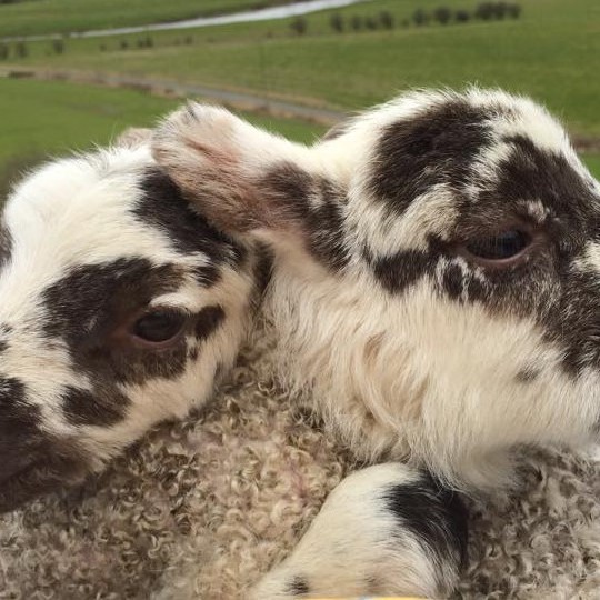 Twin Scotch Mule Lambs at Dupplin Estate, Forteviot. They are so cute, look at them cuddling each other, sibling love!