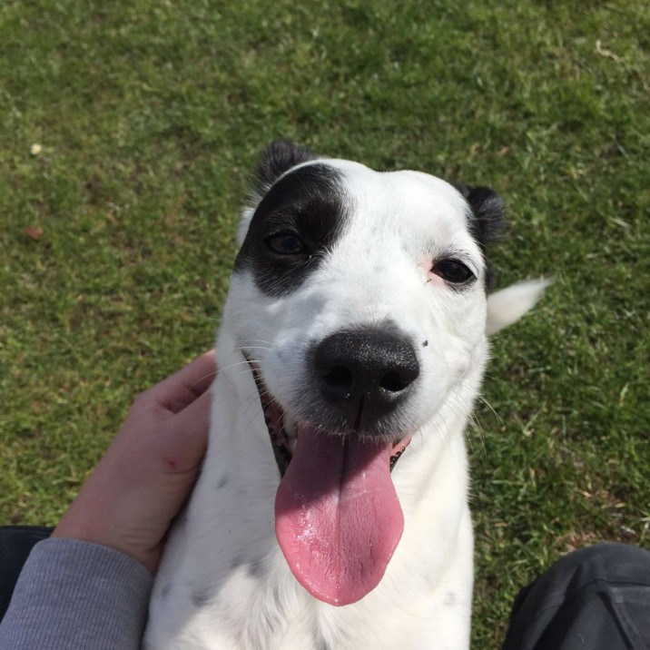 Aww thanks to Ally for sending in this picture of Lola the Jack Russell playing in the garden, she looks so cute and happy!