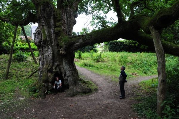 BIRNAM - Birnam Oak Tree